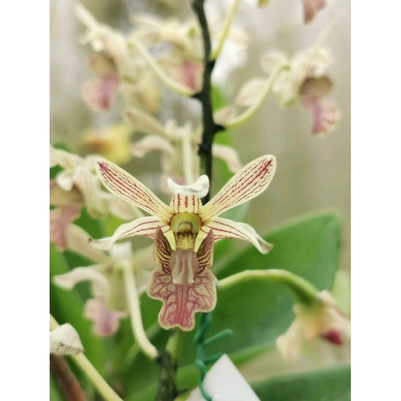 Dendrobium Nagapuspa (bifalce x wulaiense)