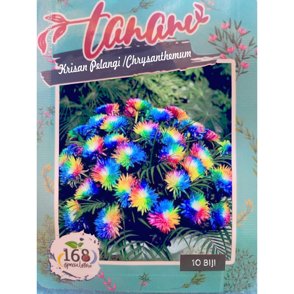 Biji Bunga Krisan Pelangi (Rainbow Chrysanthemum) (Isi 5 biji)