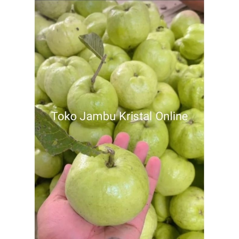 

buah jambu kristal 1 kg ukuran SEDANG buah segar fresh buah jamkis fresh