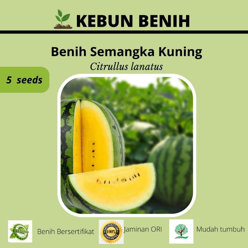 Benih semangka kuning,, benih semangka kualitas unggul