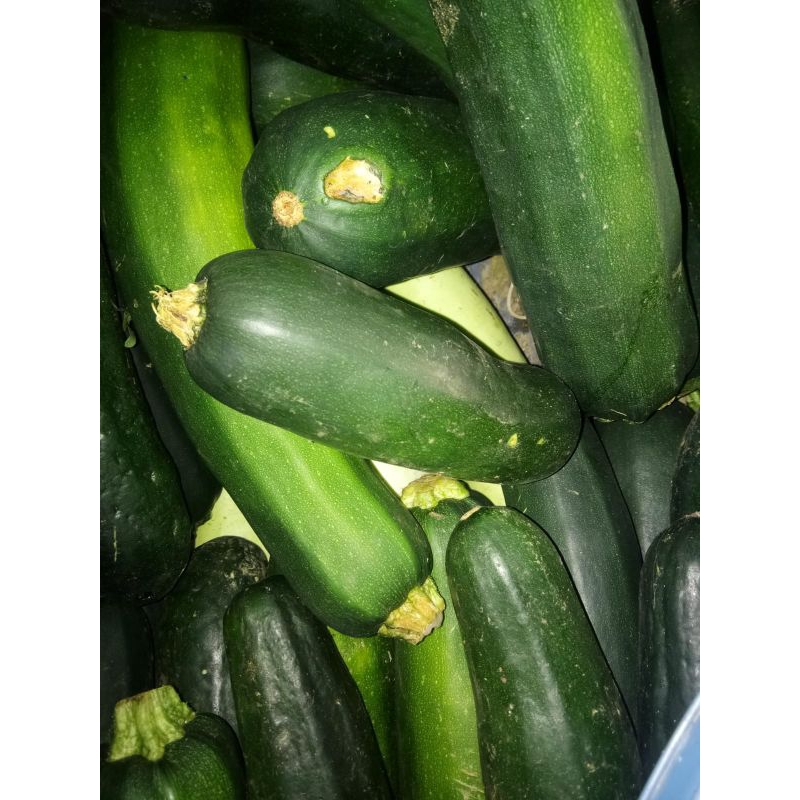 

ZUCCINI (LABU JEPANG)