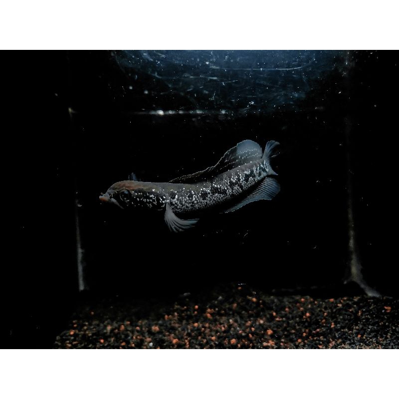 asiatica Cepot+gondrong