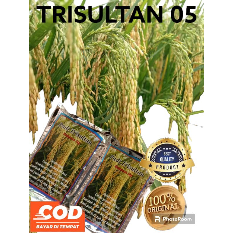 BENIH PADI UNGGUL TRI SULTAN 05 1KG SUPER PREMIUM