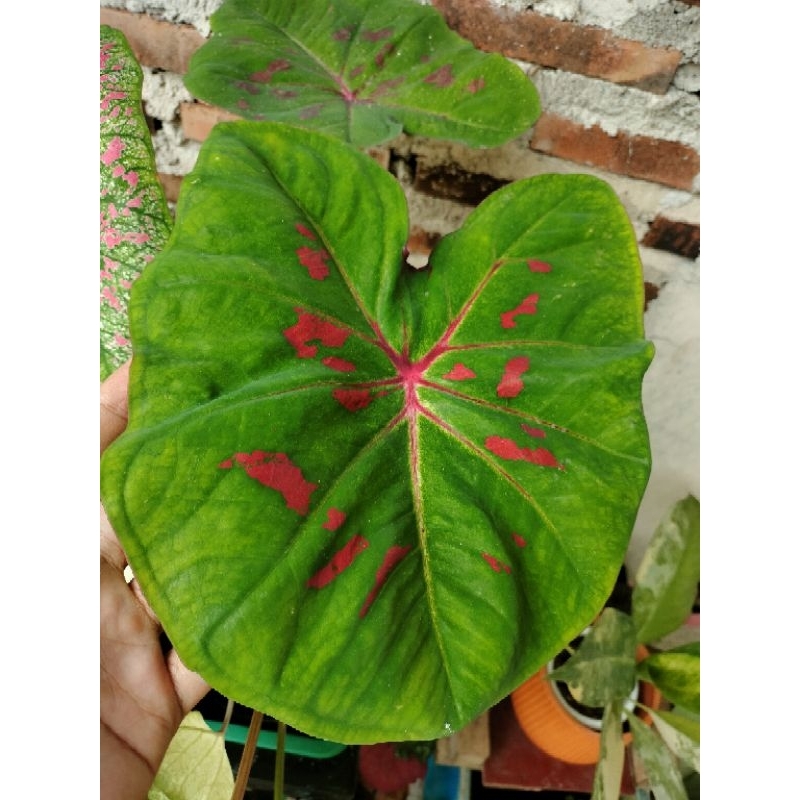 keladi H02 size besar