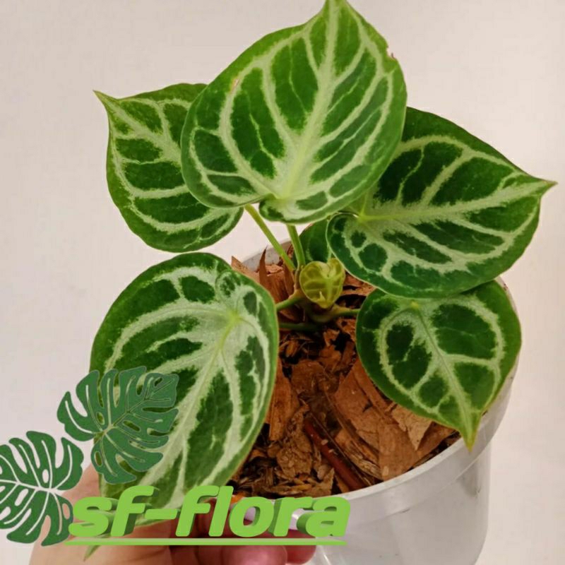 Tanaman Hias Anthurium Dorayaki silver blus-dorayaki silver
