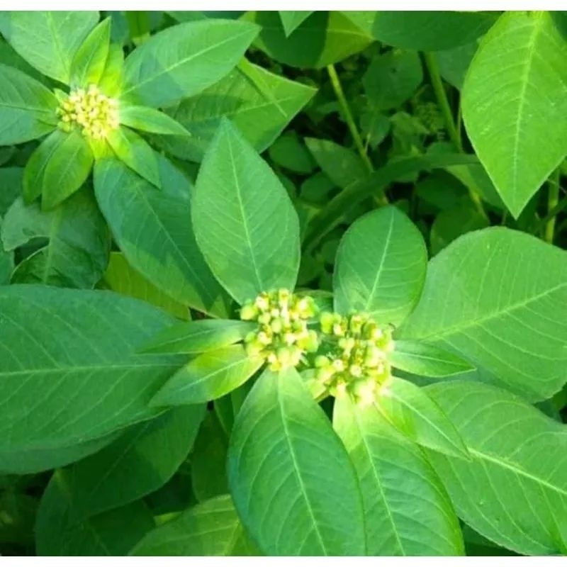 1 Kg Daun Kate Mas Katemas Petik Mas Emas Patik mas Suduk Mentul Segar pastikan mas daun katimas dau