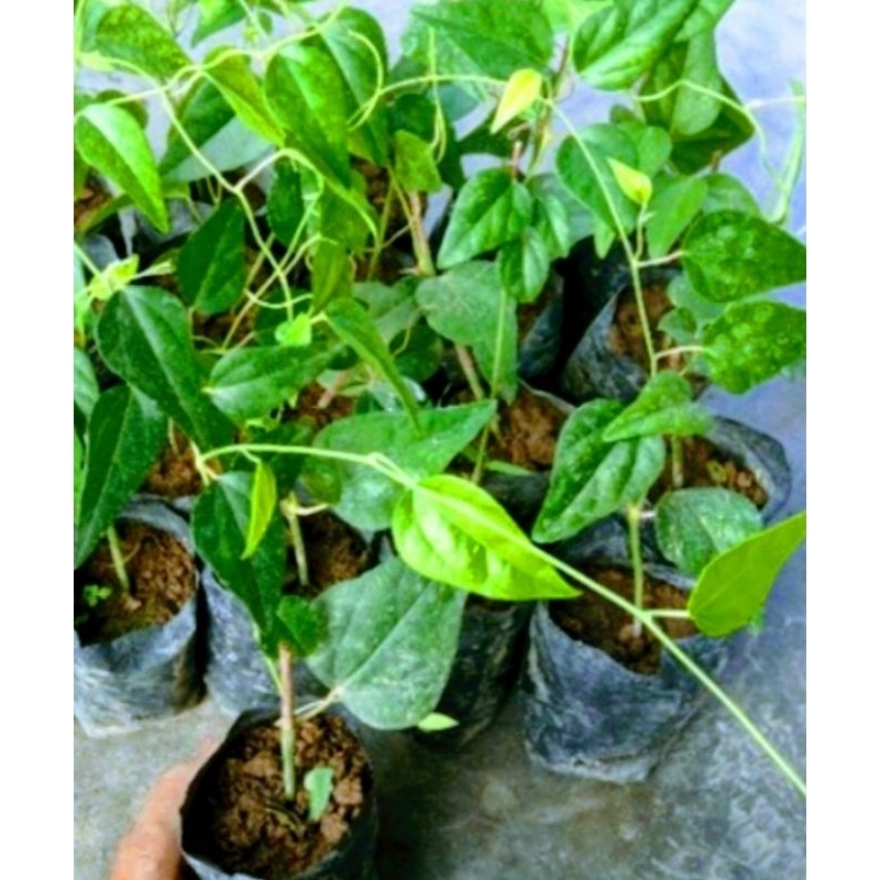 Bibit Tanaman Cincau Rambat/cincau bulu