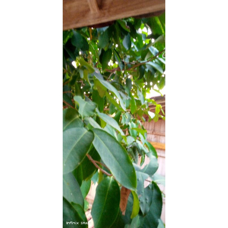 

DAUN JAMBU AIR