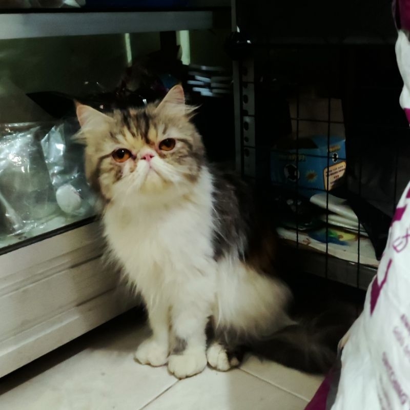 Persia peaknose dewasa siap kawin