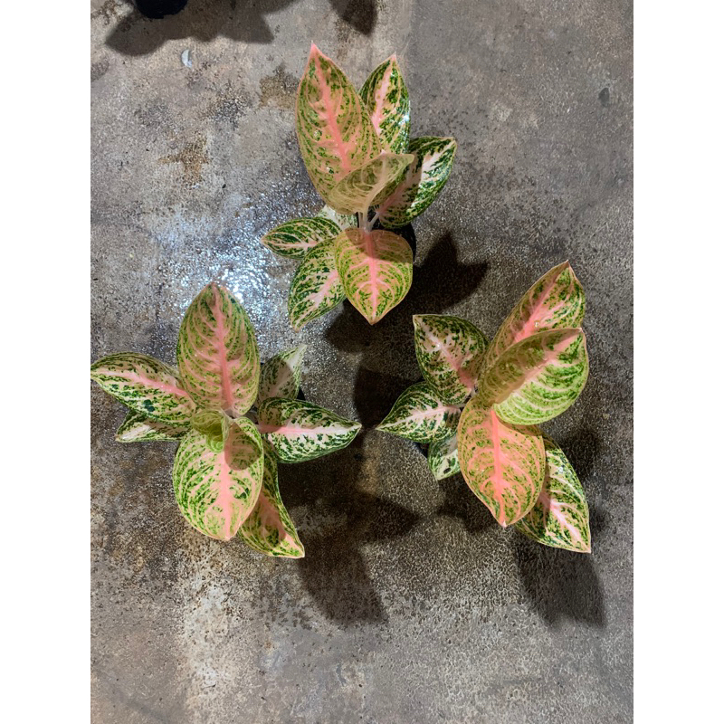 AGLONEMA WIDURI ORANGE