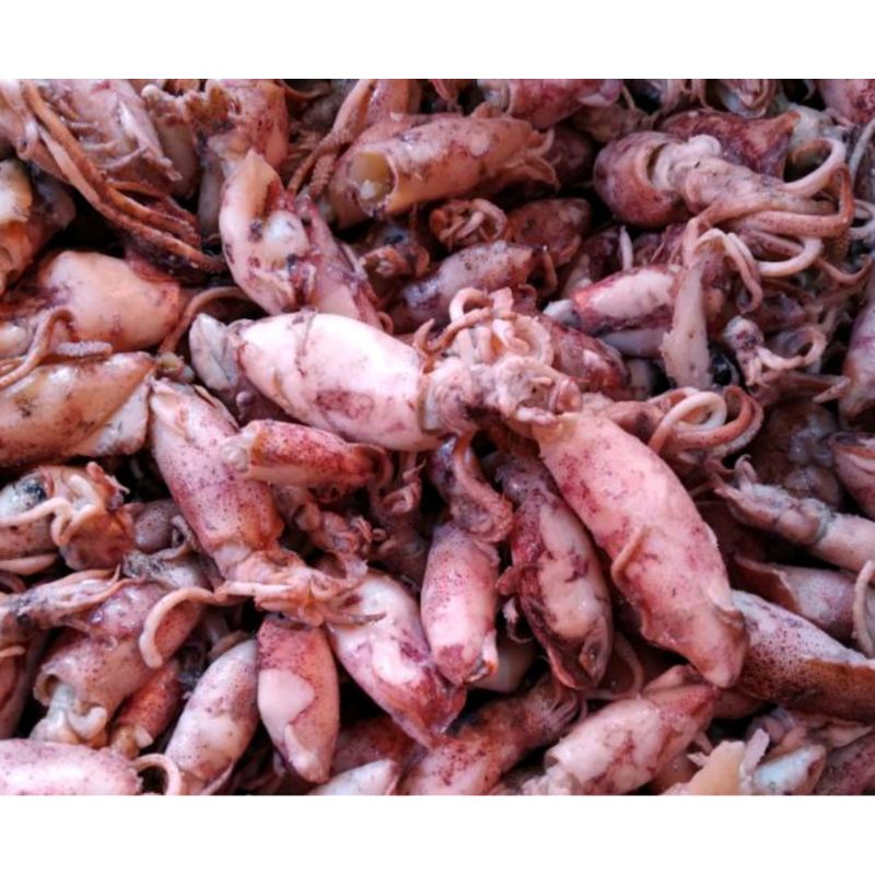 

Cumi sotong/cumi telur termurah 500gram