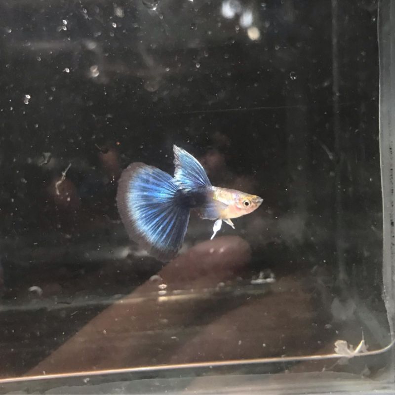 Guppy Hb Blue Hiasan Aquarium