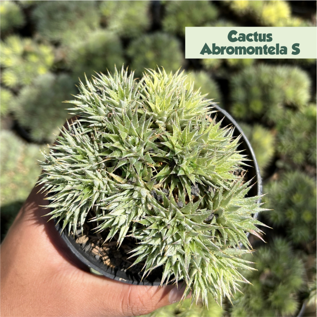 Cactus Abromontela Tanaman Hias Unik Tanaman Indoor Tanaman Sudut