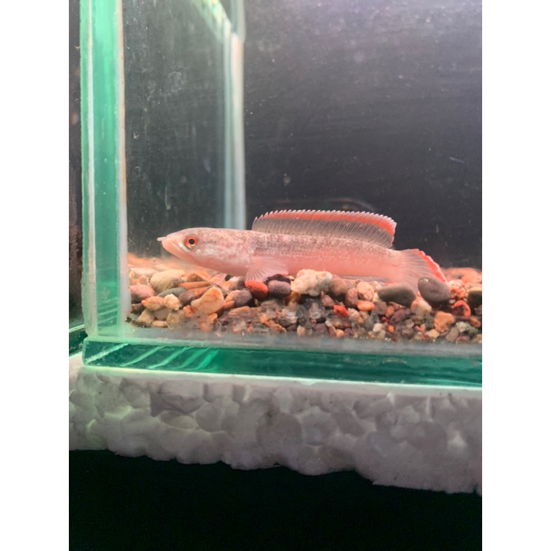 Limbata cb Lawu rim tebal