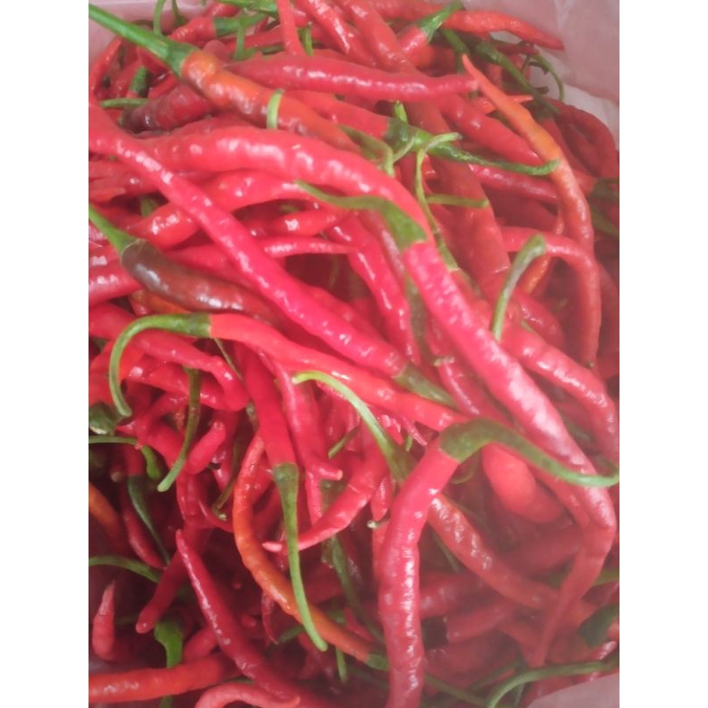 

CABE KERITING MERAH