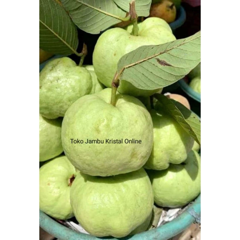 

buah jambu kristal 2 kg buah segar buah jamkis jamkris fresh