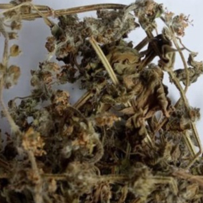 

MURAH BASIL / DAUN KEMANGI / OCIMUM AFRICANUM 1 KG