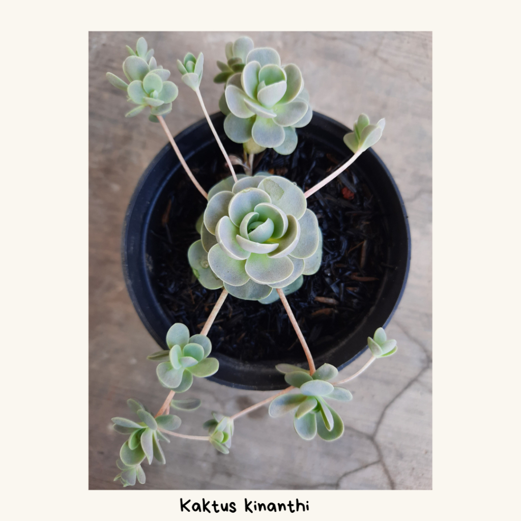 sukulen orostachys iwarenge anting ratu