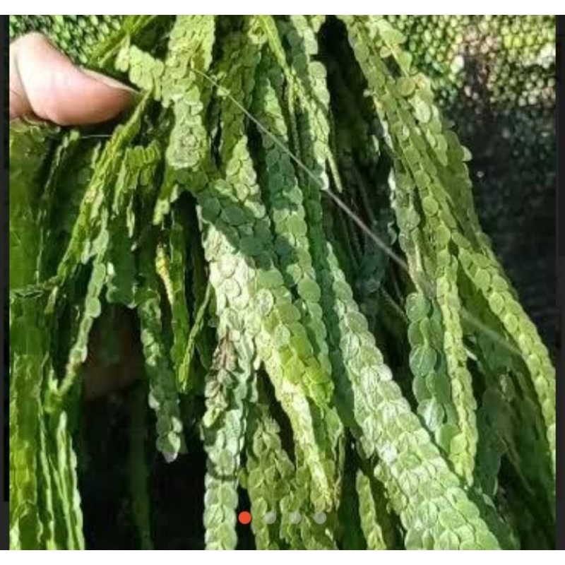 tanaman hias kumpay sisik