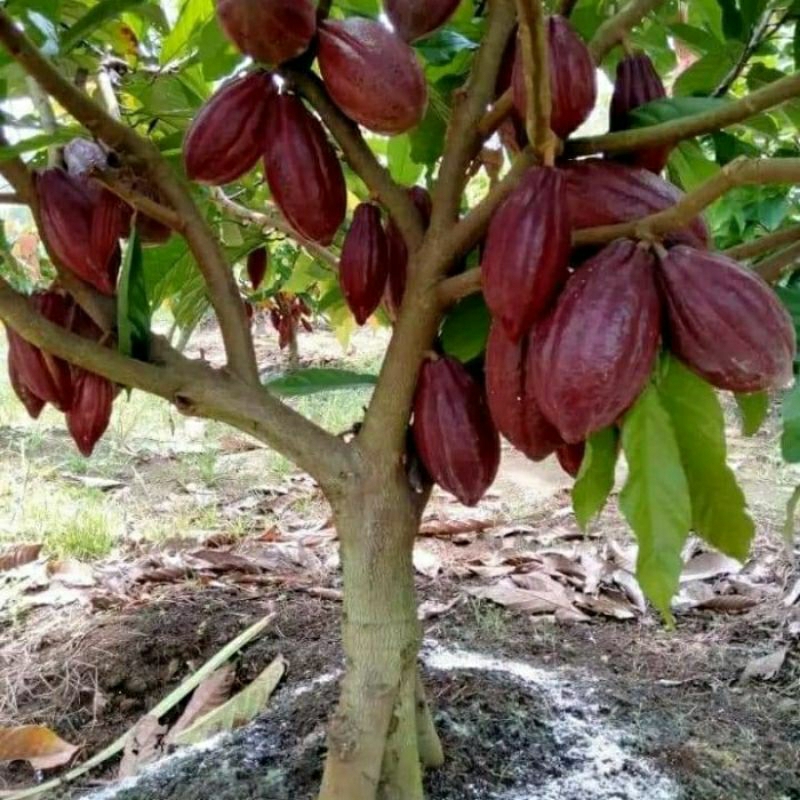 Bibit kakao jenis (MCC 02)