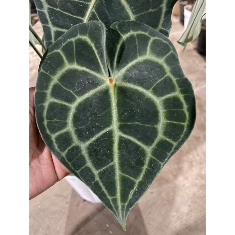 anthurium clarinervium red dot