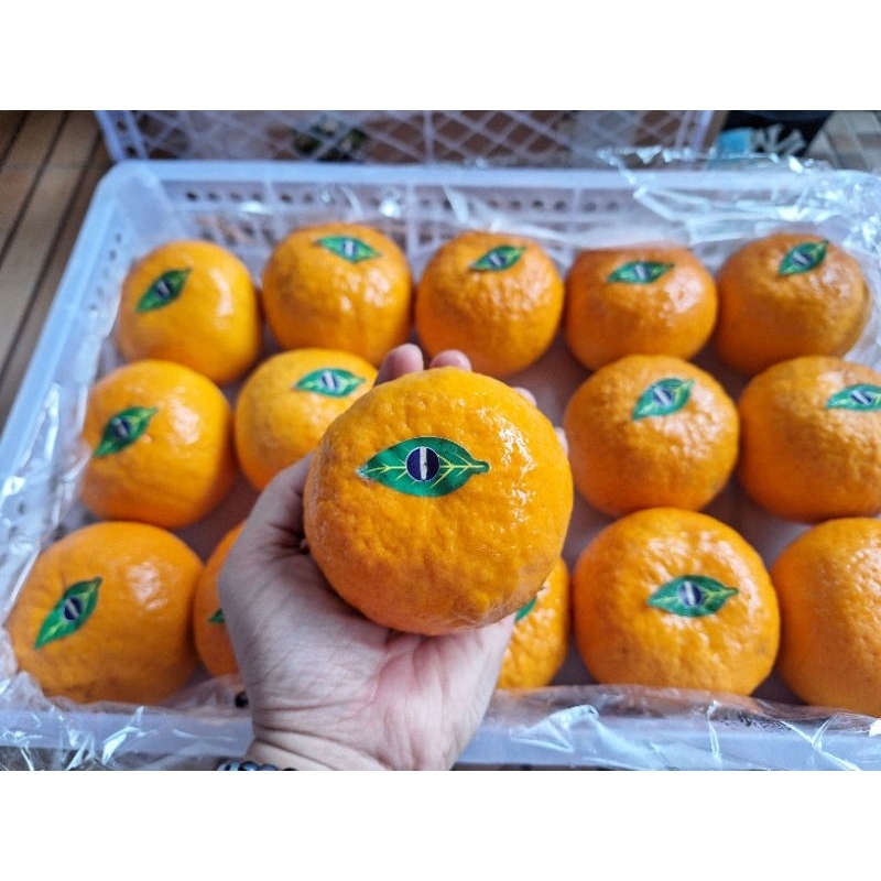 

jeruk wonkam / wokam /wogan manis banyak air