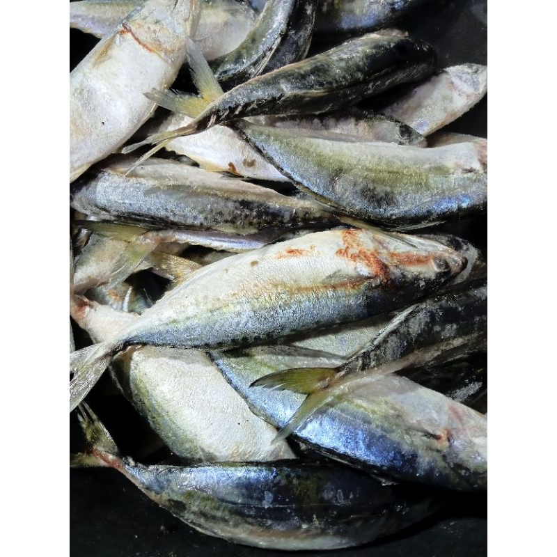 

ikan Kembung Banjar 1 KG