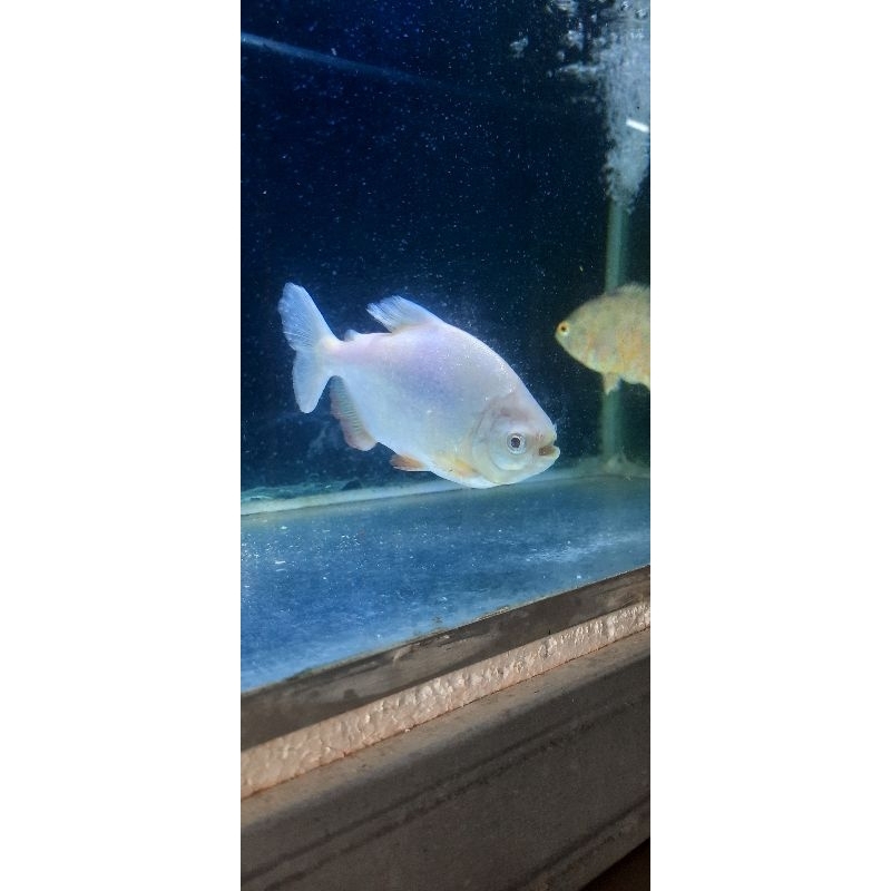 pacu albino