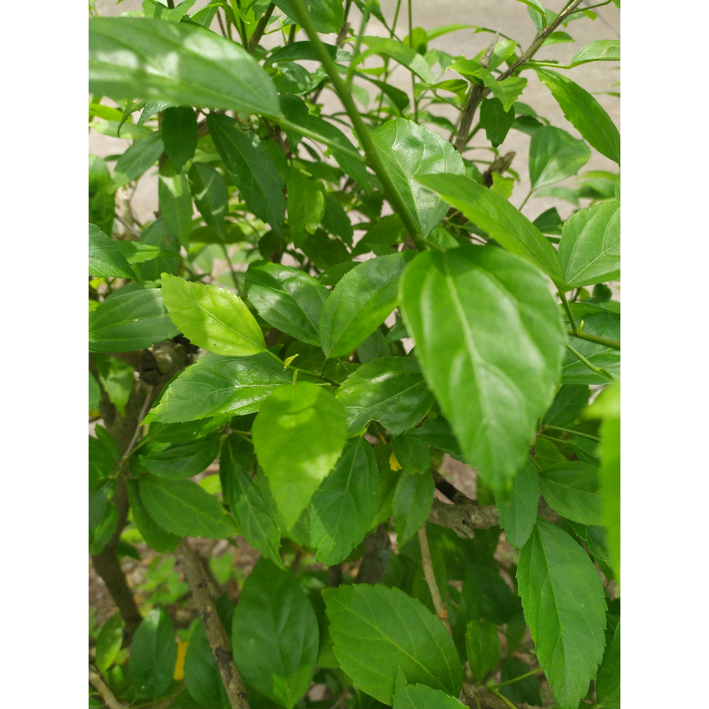 

###DAUN bunga sepatru / WORA WARI BANG.,M###