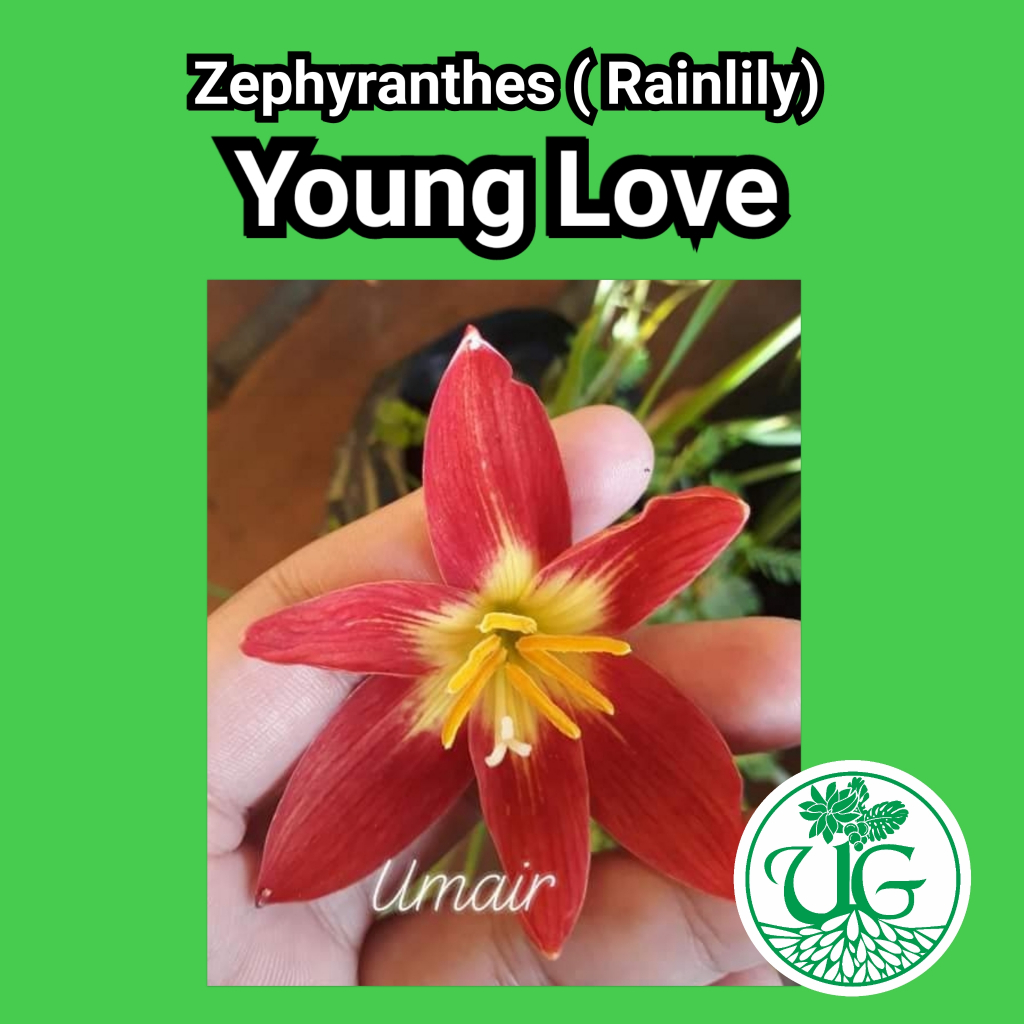 Umbi zephyranthes Young Love( zephyranthes / Rain lily )