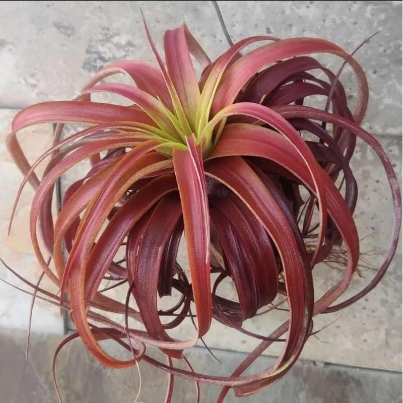 Tillandsia Love Knot (capitata x streptophylla)