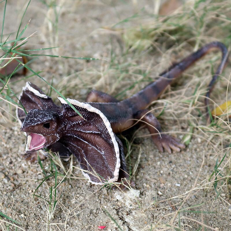 soa kadal payung umbrella lizard