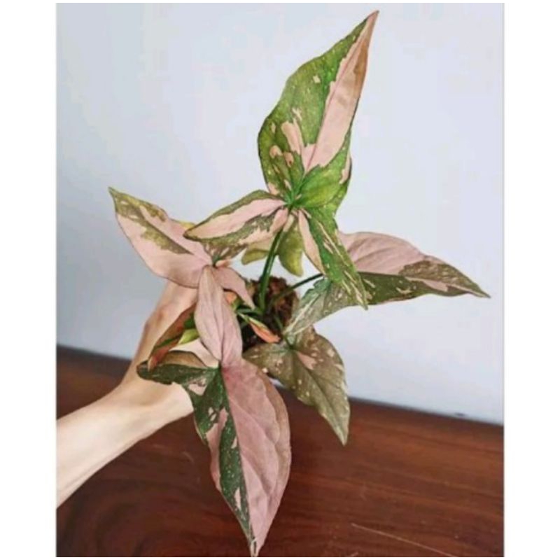 ( BISA COD ) Tanaman hias syngonium pink splash dewasa / tanaman syngonium pink splash syngonium pin