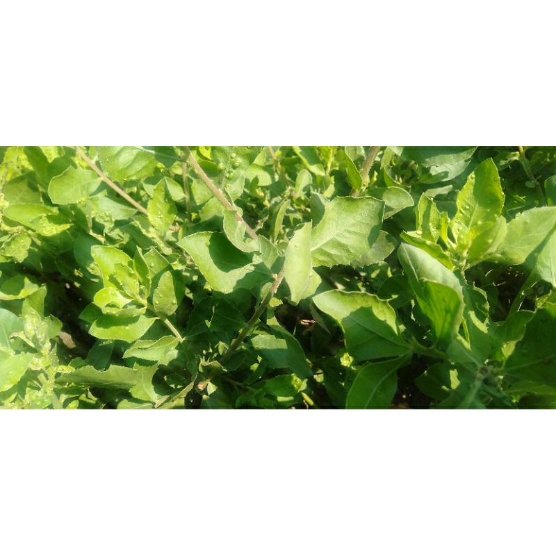 

Sayur Daun Beluntas petik segar