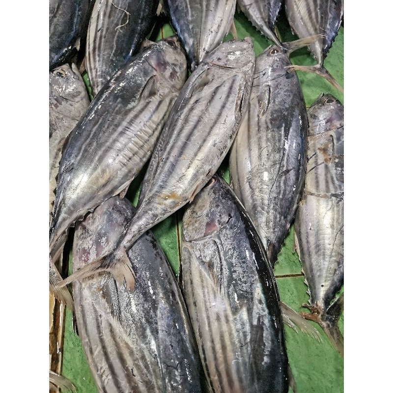 

IKAN TONGKOL BESAR HRG PER EKOR