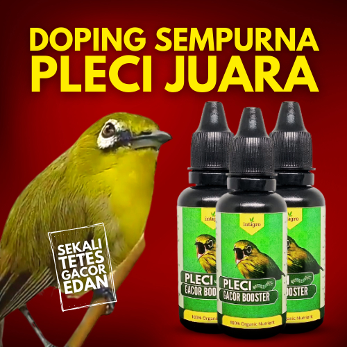 Doping Pleci Buka Paruh / Vitamin Pleci Gacor / Vitamin Burung Pleci Agar Gacor / Vitamin Pleci Buka