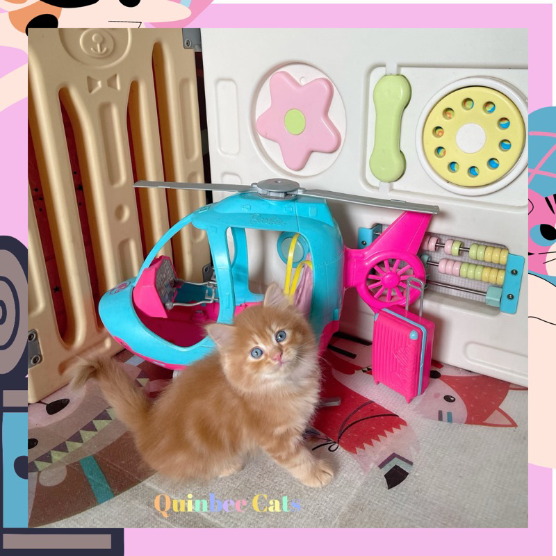 Kucing Persia Flatnose Betina Red marble / Oren Marble