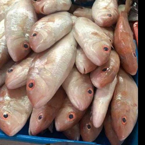 

Ikan Koli Merah / Ikan Kakap Trisi 1 Kg