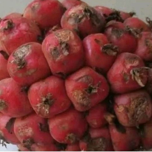 

BUAH HONJE SEGAR SIAP KIRIM