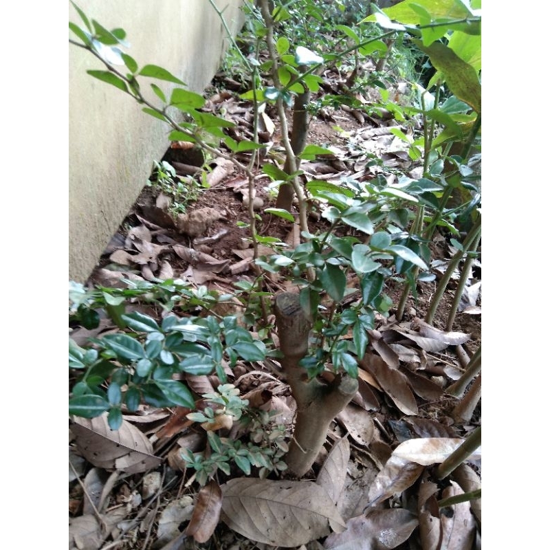 bahan dongkelan jeruk kingkit trubus siap wering