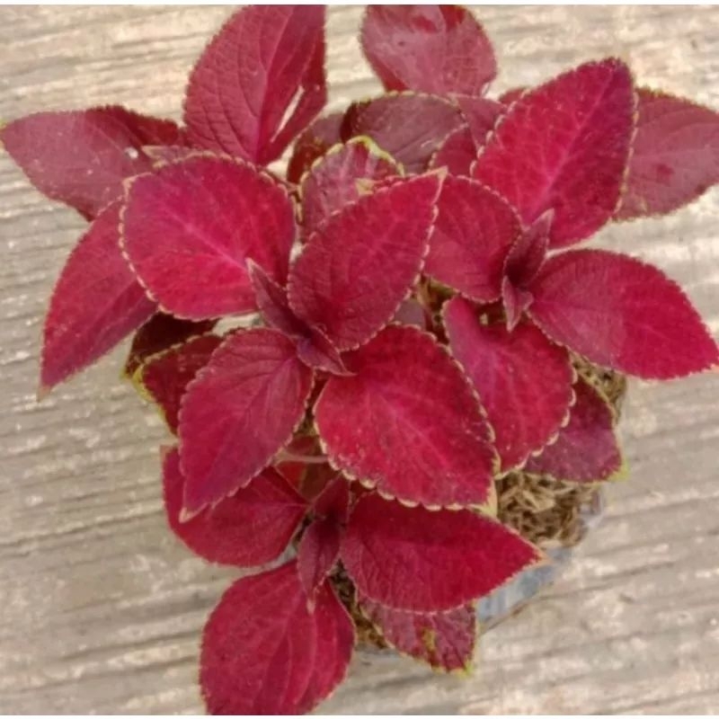 Tanaman hias miana merah cerah stok super rimbun