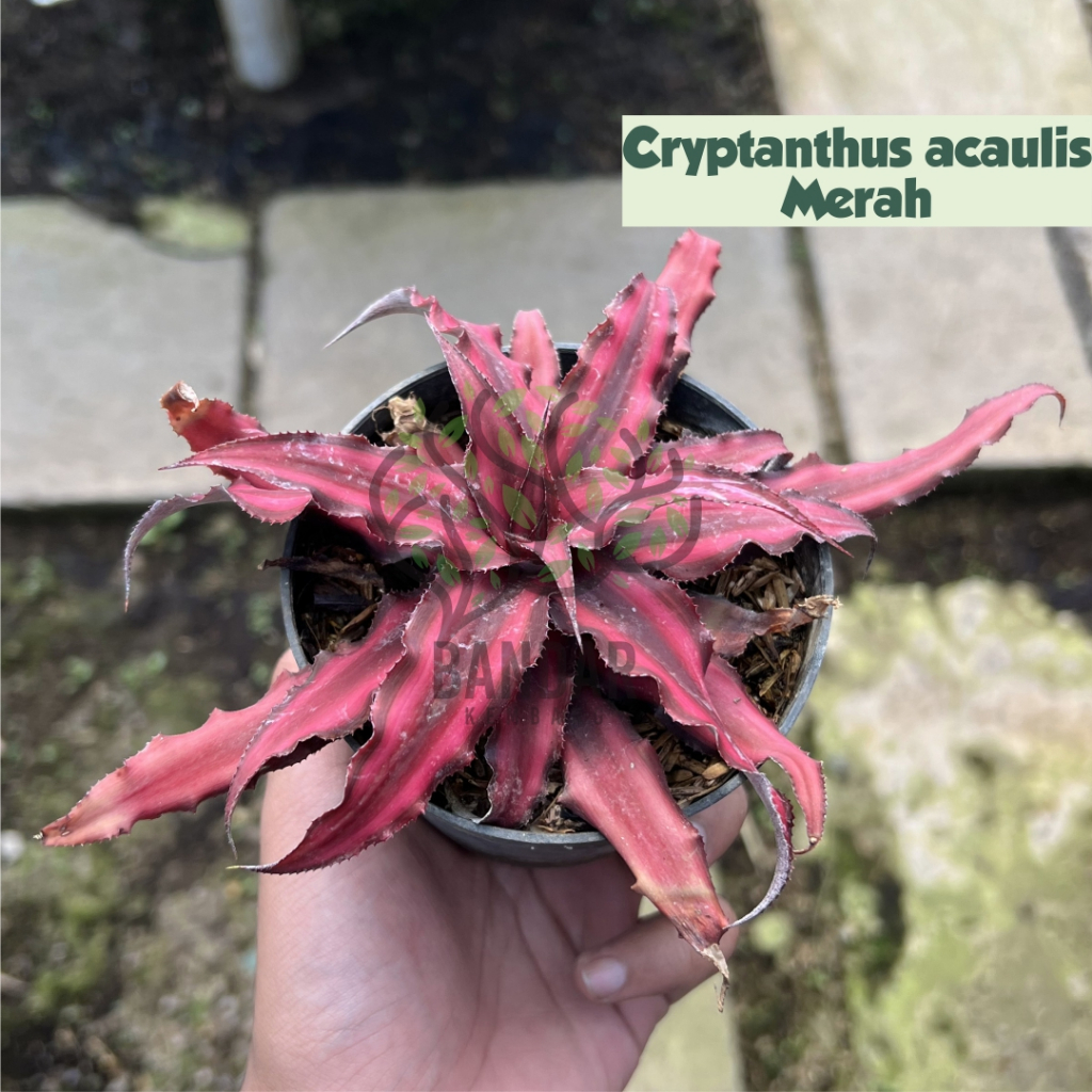 Cryptanthus Acaulis Merah Tanaman Hias Unik Tanaman Hias Cantik Esthetic