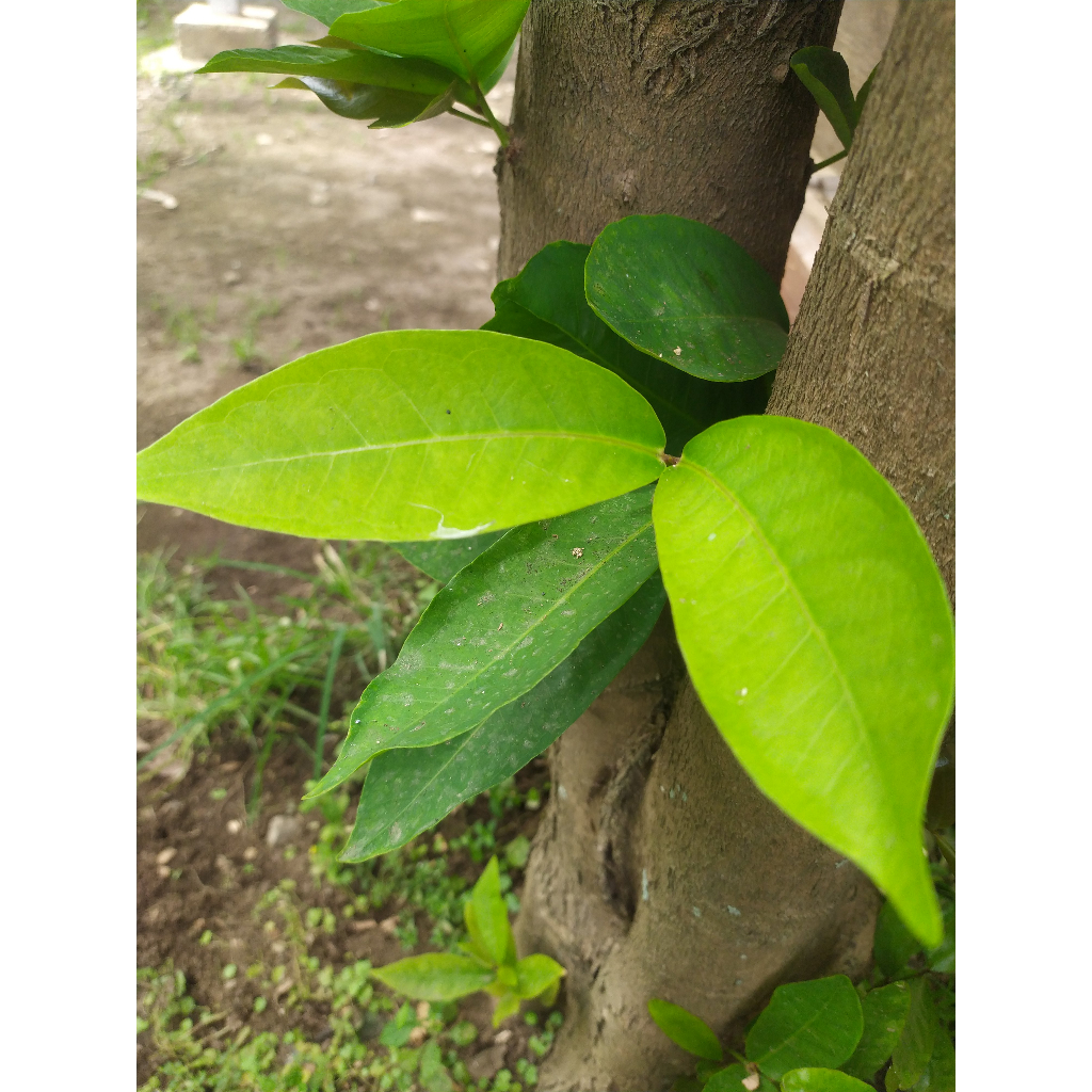 

DAUN JAMBU AIRR'\['][][%^