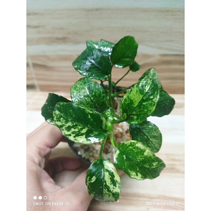 Anubias Pinto indukan (MP) real picture kode 001