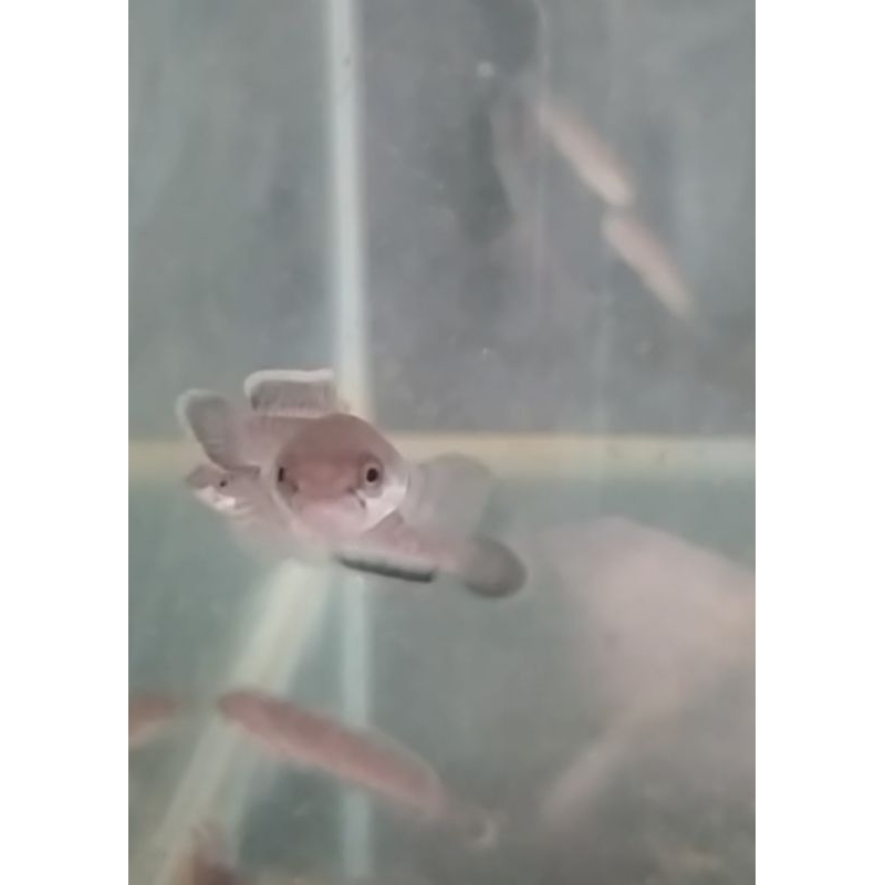 limbata progres cb 6-8cm(rimmerahtebal)
