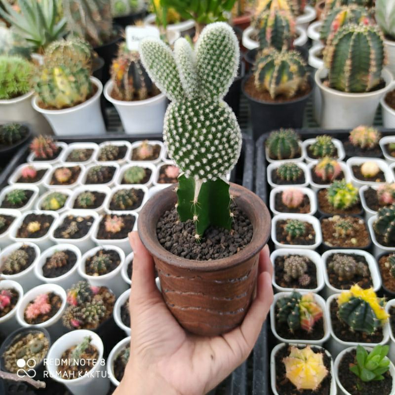 kaktus opuntia microdasys / kaktus kelinci hidup