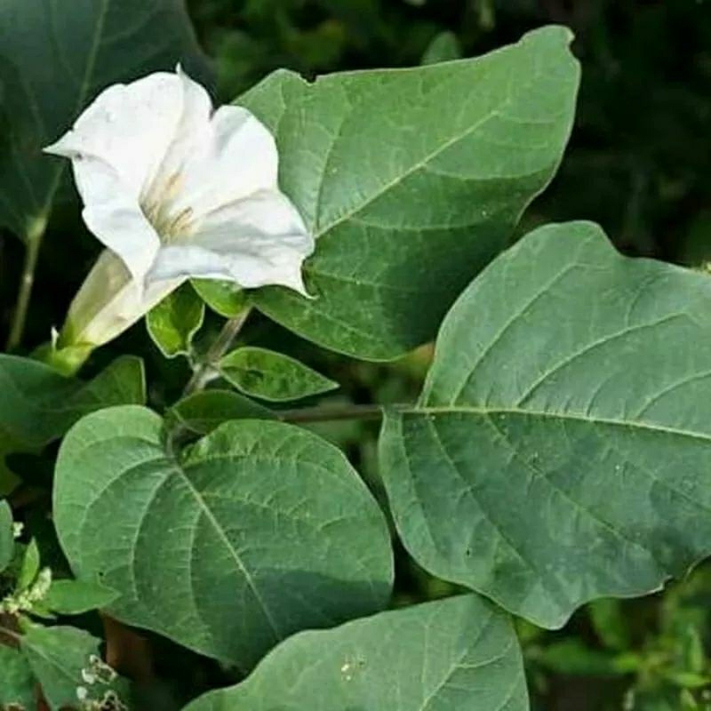 

daun kecubung segar 250 gram