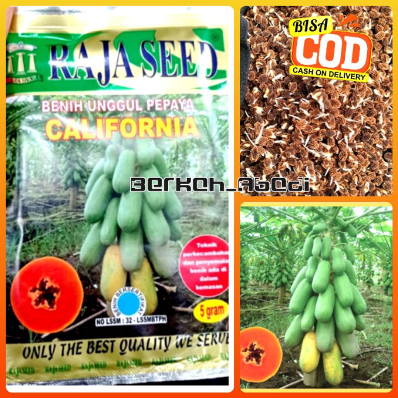 Benih Bibit Pepaya California 5 gram Raja Seed