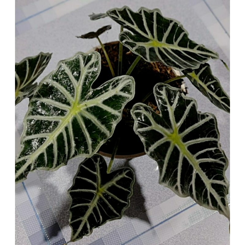 alocasia parasol mini