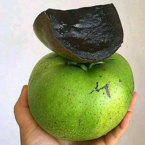 BIBIT BUAH BLACK SAPOTE